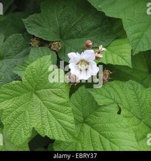 Dé à l'ouest, ronce à berry (Rubus parviflorus), blooming Banque D'Images