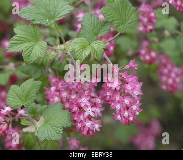 Groseillier rouge-sang, de cassis, de fleurs à floraison rouge groseille (Ribes sanguineum 'King Edward VII', Ribes sanguineum King Edward VII), le cultivar King Edward VII Banque D'Images