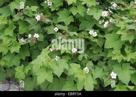 Dé à l'ouest, ronce à berry (Rubus parviflorus), blooming Banque D'Images