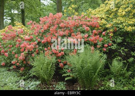 L'azalée (Rhododendron jaune jaune, Rhododendron, Azalea pontica) flavum, hybridn Banque D'Images