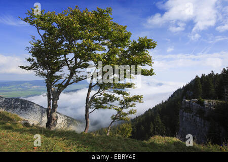 Le hêtre commun (Fagus sylvatica), grove au Creux du Van, Suisse, Neuchâtel Banque D'Images