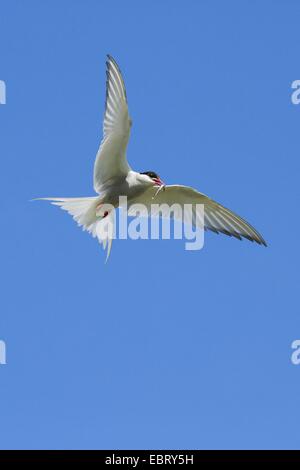 Sterne arctique (Sterna paradisaea), battant avec le poisson dans le bec, Royaume-Uni, Ecosse Banque D'Images