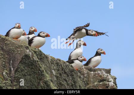 Macareux moine, Fratercula arctica Macareux moine (commune), groupe sur un rocher, l'une commençant, Royaume-Uni, Ecosse Banque D'Images