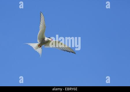 Sterne arctique (Sterna paradisaea), battant avec le poisson dans le bec, Royaume-Uni, Ecosse Banque D'Images