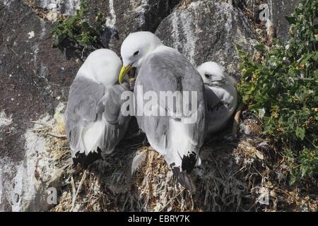 La mouette tridactyle (Rissa tridactyla), Larus tridactyla), paire avec chick au nid, Royaume-Uni, Ecosse Banque D'Images