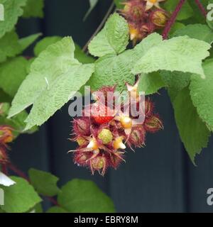 Vin de framboise, wineberry (Rubus phoenicolasius), la fructification Banque D'Images