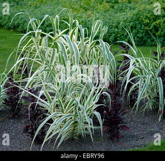 Giant reed, wild cane, canne à sucre (Arundo donax 'Variegata', Arundo donax variegata), le cultivar variegata, 2 Banque D'Images