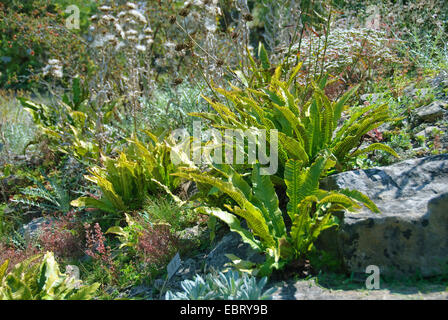 La langue de hart, harts scolopendre (Asplenium scolopendrium Phyllitis scolopendrium,), les feuilles avec les sporanges Banque D'Images