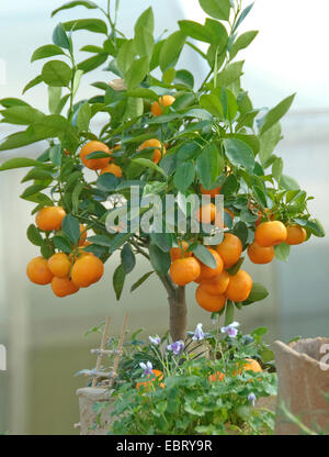 Calamondine (Citrofortunella microcarpa, les agrumes Citrus fortunella, mitis), avec des fruits Banque D'Images