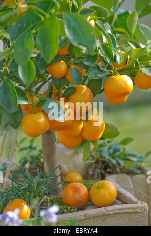 Calamondine (Citrofortunella microcarpa, les agrumes Citrus fortunella, mitis), avec des fruits Banque D'Images