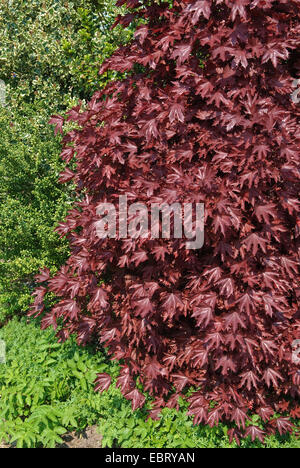 L'érable sycomore, grand érable (Acer platanoides 'Crimson Sentry', Acer platanoides Crimson Sentry), le cultivar Crimson Sentry en automne Banque D'Images