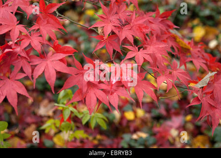 L'érable japonais (Acer palmatum 'Osakazuki', Acer palmatum Osakazuki), branche avec les feuilles d'automne Banque D'Images