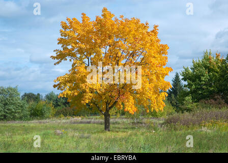 Érable de Norvège (Acer platanoides), seul arbre en automne, Allemagne Banque D'Images