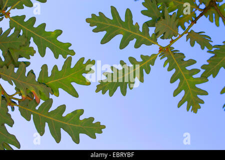 Chêne des Pyrénées (Quercus pyrenaica), branches contre le ciel bleu Banque D'Images