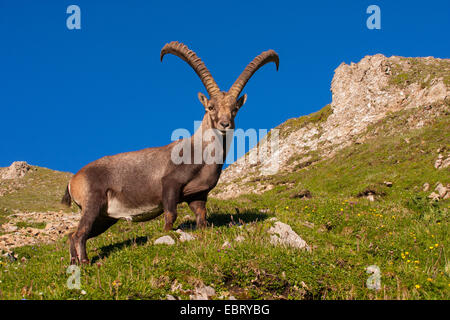 Bouquetin des Alpes (Capra ibex ibex), Capra ibex ibex, au cœur des Alpes suisses dans la belle lumière du soir, la Suisse, l'Alpstein, Altmann Banque D'Images