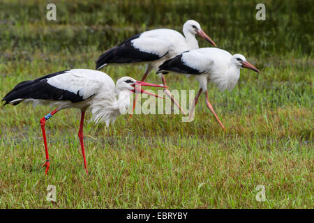 Cigogne Blanche (Ciconia ciconia), cigognes sur l'alimentation dans un marais prairie, Suisse, Sankt Gallen, Rheineck Banque D'Images