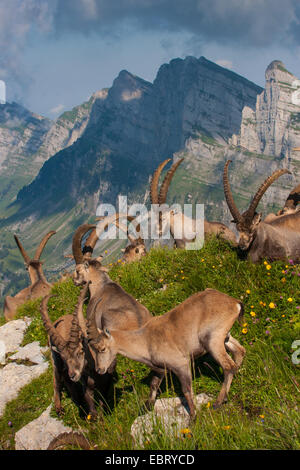 Bouquetin des Alpes (Capra ibex, Capra ibex ibex), groupe de bouquetins dans les Alpes Suisses, Suisse, Toggenburg, Chaeserrugg Banque D'Images