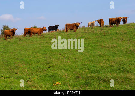 Scottish Highland bovins (Bos primigenius f. taurus), Allemagne, Schleswig-Holstein Banque D'Images