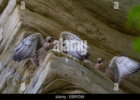 Kestrel Kestrel eurasien, l'Ancien Monde, faucon crécerelle, faucon crécerelle (Falco tinnunculus), deux jeunes faucons crécerelles mendier sur une corniche, Suisse, Sankt Gallen, Rheineck Banque D'Images