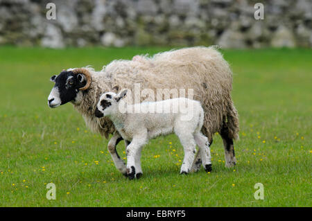 Une brebis Swaledale avec son agneau dans un pâturage à Hardraw dans Wensleydale, Yorkshire Dales National Park. Mai. Banque D'Images