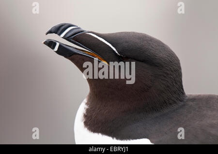 Petit pingouin (Alca torda) Gros plan sur la tête d'un adulte à l'intérieur, Farne Iles Farne, dans le Northumberland. Mai. Banque D'Images