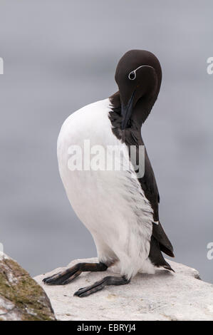 Guillemot (Uria aalge) adulte avec la bande blanche et distinctif de l'anneau oculaire "bridée", debout et de lissage sur une Banque D'Images