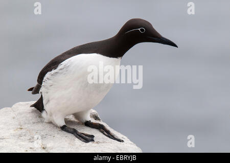 Guillemot (Uria aalge) adulte avec la bande blanche et distinctif de l'anneau oculaire "bridée", debout sur une falaise sur Banque D'Images