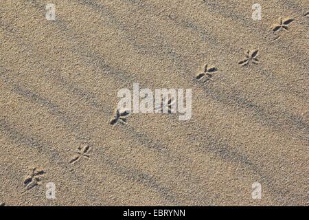 Les pistes d'oiseaux dans le sable, Royaume-Uni, Ecosse Banque D'Images