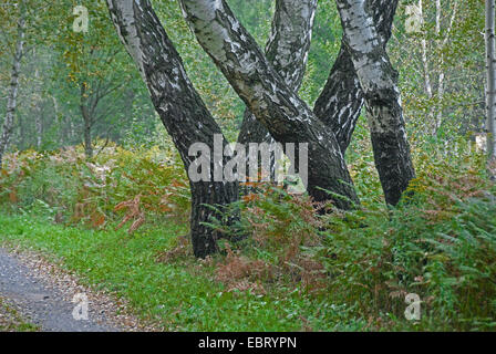 Bouleau commun, le bouleau verruqueux, bouleau blanc européen, le bouleau blanc (Betula pendula, Betula alba), avec la grande fougère, Pteridium aquilinum, Allemagne Banque D'Images