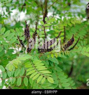 Faux indigo-bush, faux désert (indigo Amorpha fruticosa), blooming Banque D'Images