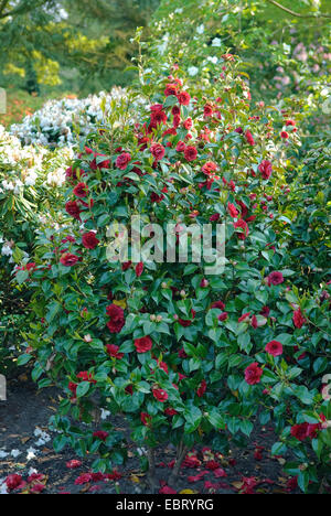 Japanese camellia (Camellia japonica 'Roger Hall', Camellia japonica Roger Hall), le cultivar Roger Hall, blooming Banque D'Images