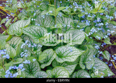 Heartleaf brunnera, Vipérine commune de Sibérie (Brunnera macrophylla 'Jack Frost', Brunnera macrophylla Jack Frost), blooming Banque D'Images