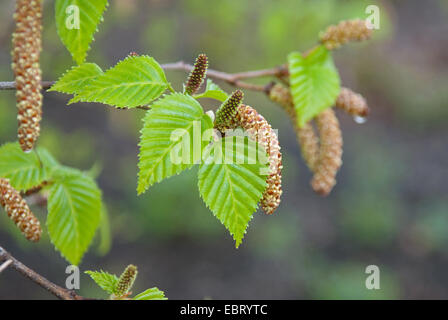 Bouleau pubescent (Betula utilis 'oorenbos', Betula utilis Doorenbos), le cultivar Doorenbos, branche avec des fleurs mâles et femelles Banque D'Images