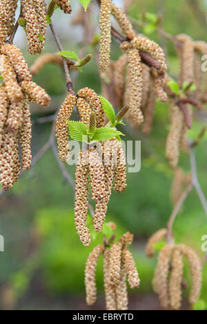 Bouleau pubescent (Betula utilis 'oorenbos', Betula utilis Doorenbos), le cultivar Doorenbos, branche avec des fleurs mâles et femelles Banque D'Images