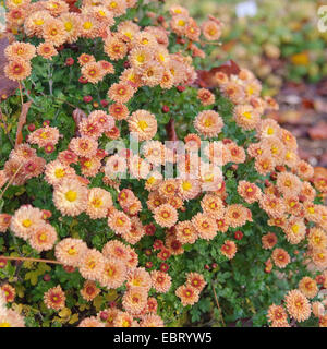 Costmary, Aster, chrysanthème, Chinois, Jardin Maman Maman (Dendranthema x grandiflorum, Dendranthema grandiflorum, Dendranthema indica, Chrysanthemum Chrysanthemum indicum, grandiflorum, Chrysanthemum x grandiflorum), le cultivar Herbstbrokat, blooming Banque D'Images