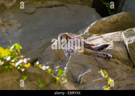 Kestrel Kestrel eurasien, l'Ancien Monde, faucon crécerelle, faucon crécerelle (Falco tinnunculus), les jeunes se trouve sur une corniche kestrel, Suisse, Sankt Gallen, Rheineck Banque D'Images