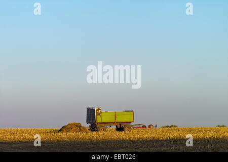 Le maïs, le maïs (Zea mays), sur une remorque agricole vide champ de maïs récolté, en Allemagne, en Basse-Saxe, Haesseringen Banque D'Images