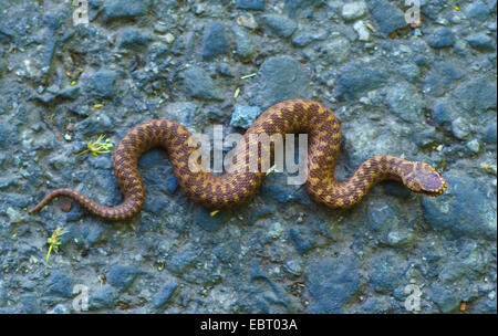 Adder, Viper, commune Politique européenne commune, Viper Viper (Vipera berus), sur un chemin, en Allemagne, en Bavière, Oberbayern, Upper Bavaria, Murnauer Moos Banque D'Images