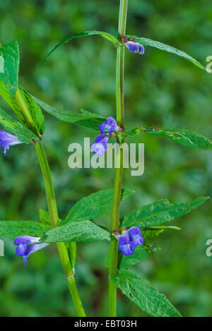 Scutellaire commune, marsh calotte, calotte, scutellaire (Scutellaria galericulata à capuchon), blooming, Allemagne, Bavière, Oberbayern, Haute-Bavière, Murnauer Moos Banque D'Images