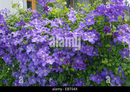 Clématites, de vierges-Bower (Clematis 'Jackmannii', clématite Jackmannii), le cultivar Jackmannii Banque D'Images