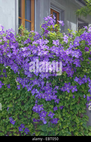 Clématites, de vierges-Bower (Clematis 'Jackmannii', clématite Jackmannii), le cultivar Jackmannii Banque D'Images