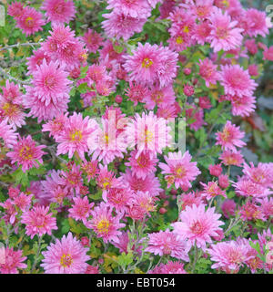 Costmary, Aster, chrysanthème, Chinois, Jardin Maman Maman (Dendranthema x grandiflorum, Dendranthema grandiflorum, Dendranthema indica, Chrysanthemum Chrysanthemum indicum, grandiflorum, Chrysanthemum x grandiflorum), le cultivar Schweizerland Banque D'Images