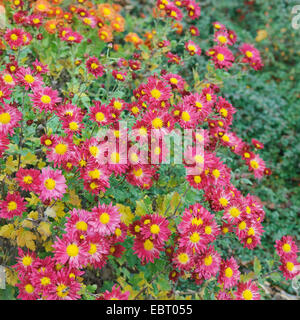 Costmary, Aster, chrysanthème, Chinois, Jardin Maman Maman (Dendranthema x grandiflorum, Dendranthema grandiflorum, Dendranthema indica, Chrysanthemum Chrysanthemum indicum, grandiflorum, Chrysanthemum x grandiflorum), le cultivar Vesuv Banque D'Images