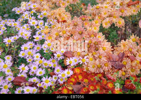 Costmary, Aster, chrysanthème, Chinois, Jardin Maman Maman (Dendranthema x grandiflorum, Dendranthema grandiflorum, Dendranthema indica, Chrysanthemum Chrysanthemum indicum, grandiflorum, Chrysanthemum x grandiflorum), le cultivar Bernstein, Hebe, et Rumpelstilzchen Banque D'Images