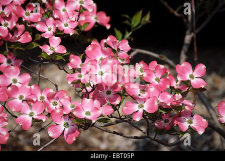 Cornouiller fleuri, cuisine américaine le buis (Cornus florida 'Rubra', Cornus florida rubra), le cultivar rubra, direction générale en fleurs Banque D'Images