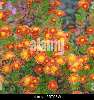 Costmary, Aster, chrysanthème, Chinois, Jardin Maman Maman (Dendranthema x grandiflorum, Dendranthema grandiflorum, Dendranthema indica, Chrysanthemum Chrysanthemum indicum, grandiflorum, Chrysanthemum x grandiflorum), le cultivar Vreneli Banque D'Images