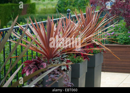 Nouvelle-zélande Cordyline australis (arbre chou 'Purpurea', Cordyline australis purpurea, Dracaena australis), le cultivar Purpurea Banque D'Images