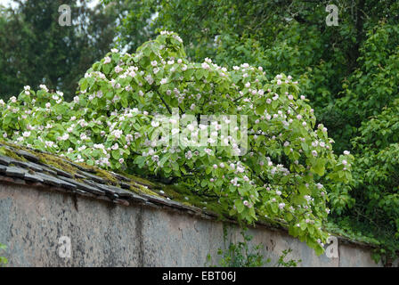 Cognassier commun (Juniperus communis), blooming Banque D'Images