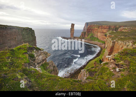 Vieil Homme de Hoy, pile dans la lumière du soir, Royaume-Uni, Ecosse, Orkney, Hoy Banque D'Images