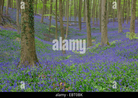Bluebell atlantique (Hyacinthoides non-scripta, Endymion non-scriptus, Scilla non-scripta), le ressort avec la forêt atlantique fleurs jacinthes, Belgique, Hallerbos Banque D'Images